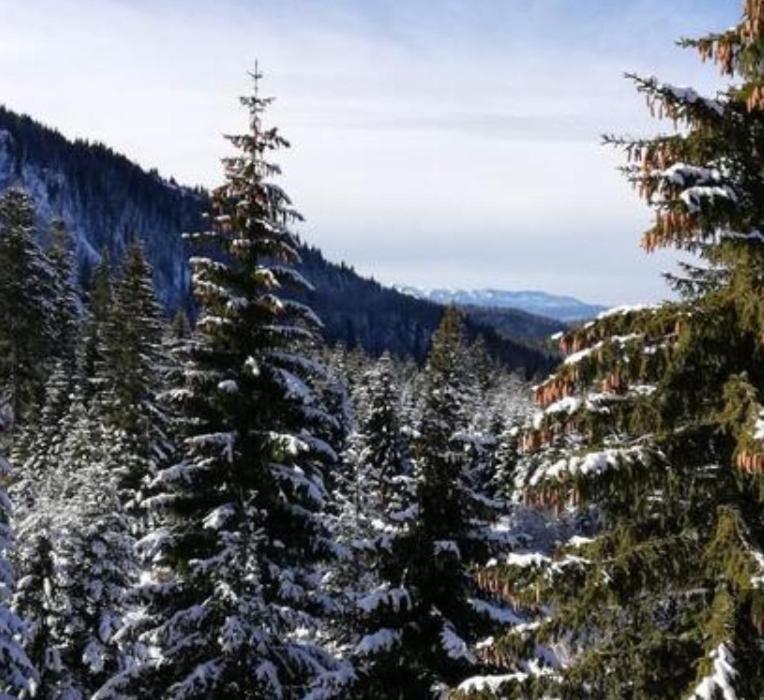 Jelka Apartmani Jahorina Exterior foto